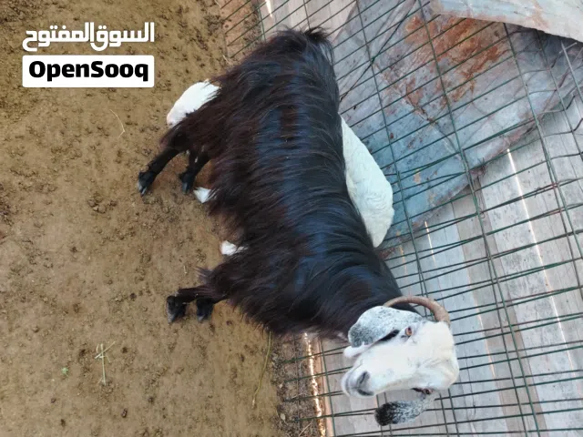 عنز عربية سنها اول جمع سعرها 700