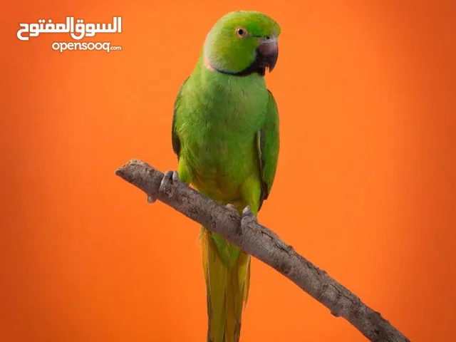 اقره وصف مهم 3 افحله