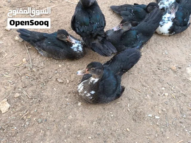 بط للبيع عمر 5شهور