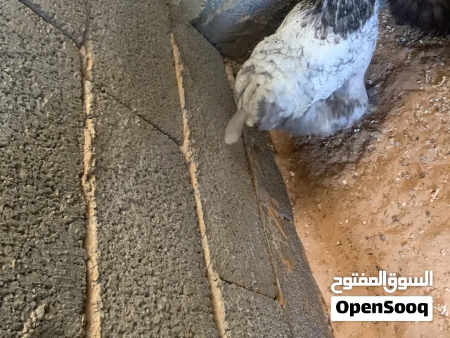 زوز دجاجات براهما