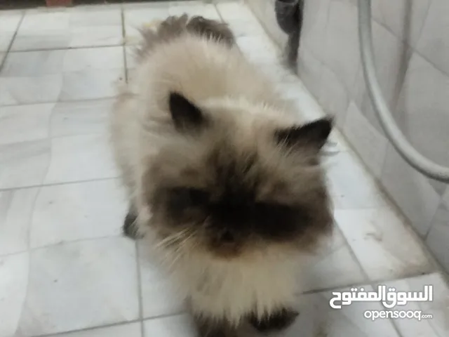 قط جميل جدا للبيع 800 رق