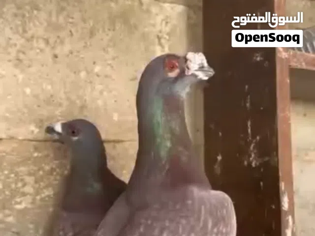 حمام للبيع