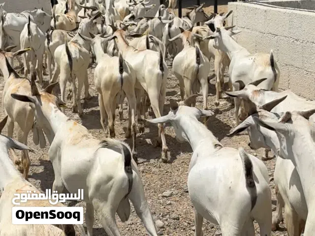 تيوس وكباشا صوماليه احجام طيبه ماشاء الله مناسبات جداً للذبح او التربيه وبسعر ممتاز