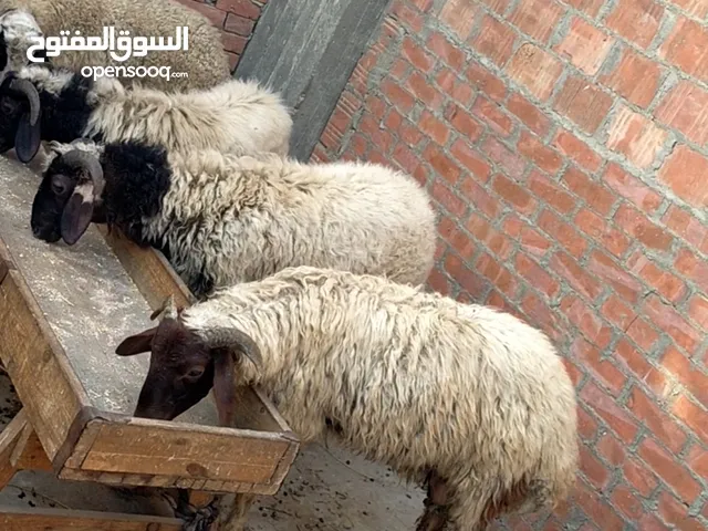 بسم الله الرحمن الرحيم الخميس8/5/2025 متاح4حتت دكره خشنين 4خرفان للاضحيه إن شاء الله النوع/ أوسيمي