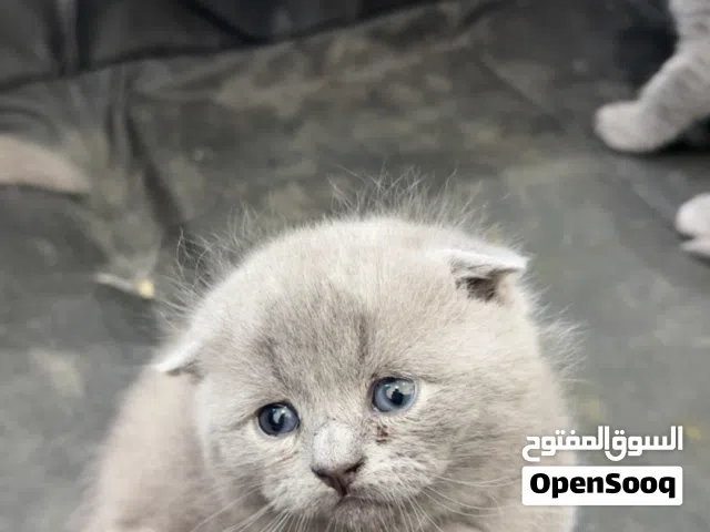 سكوتش فولد صغار
