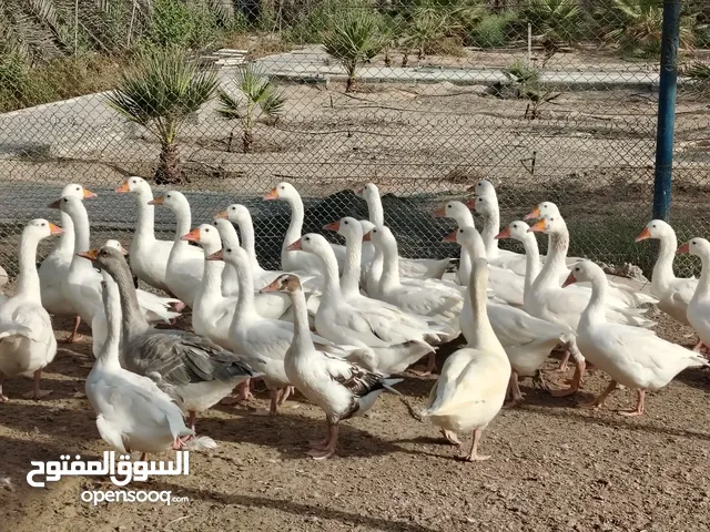 وزي وبط مصري وحمام