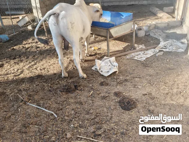 بقر مطعوم ثلاث اشهر ما شاء الله سمين 130 كيلو حلو