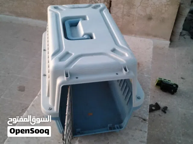 كلب مالتيز للبيع