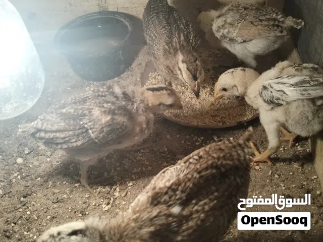 سلام عليكم تكاكيك عرب