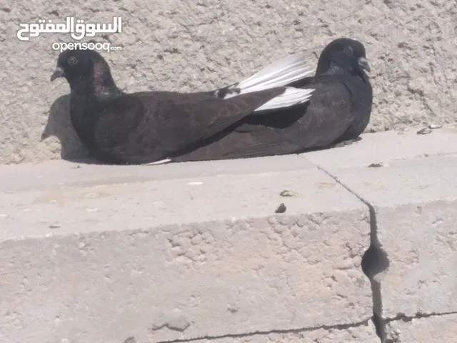 حمام للبيع قطعة كلها نوريات 20 حبة نخب.