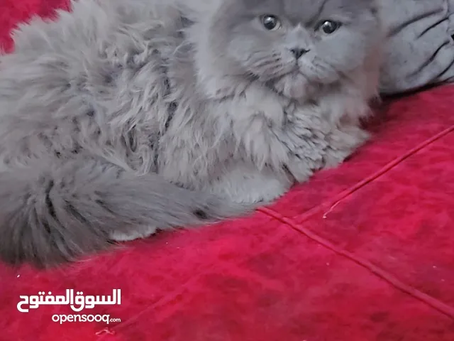 هملايا مكس بريتش بسعر مغري