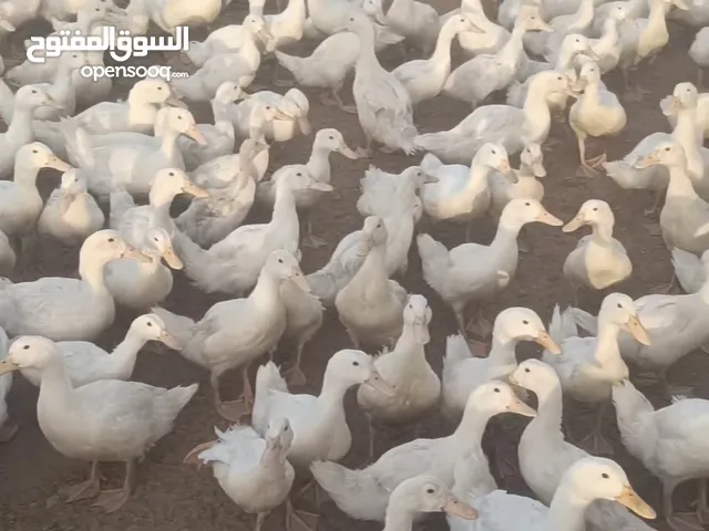 بط بكيني للبيع