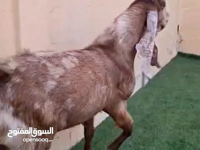 بيت للجادين