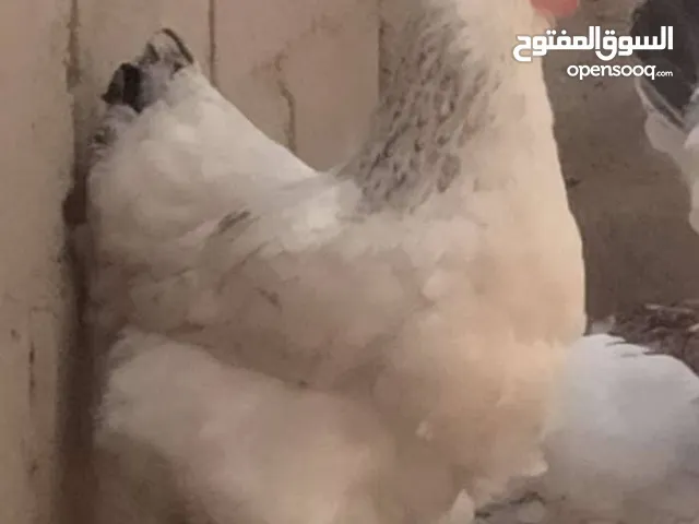 دجاجة براهما كولمبي صحة ونظافه