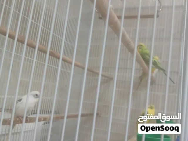 طيور بادجي للبيع