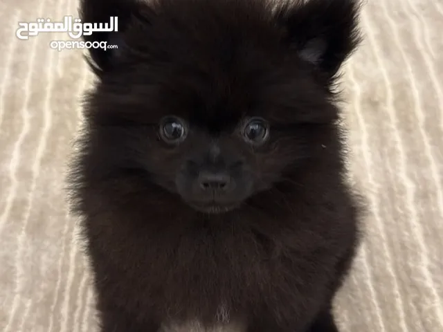 كلب بومرينين