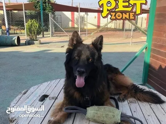 تدريب جميع انواع الكلاب وفندق خاص للكلاب
