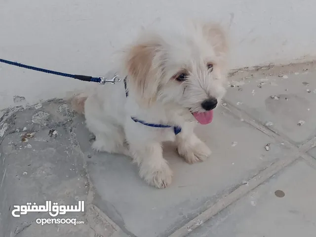 كلب مالتيز جميع المطاعيم للبيع او للبدل اقرأ الوصف