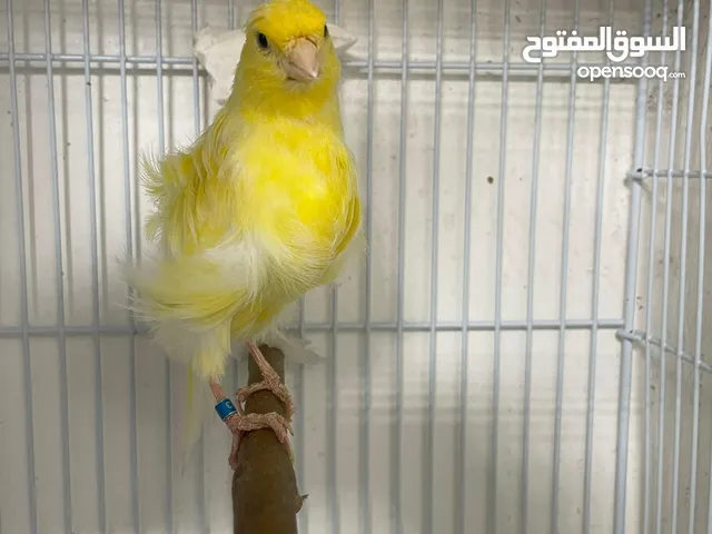 CANARY NORTH DUTCH FRİLL