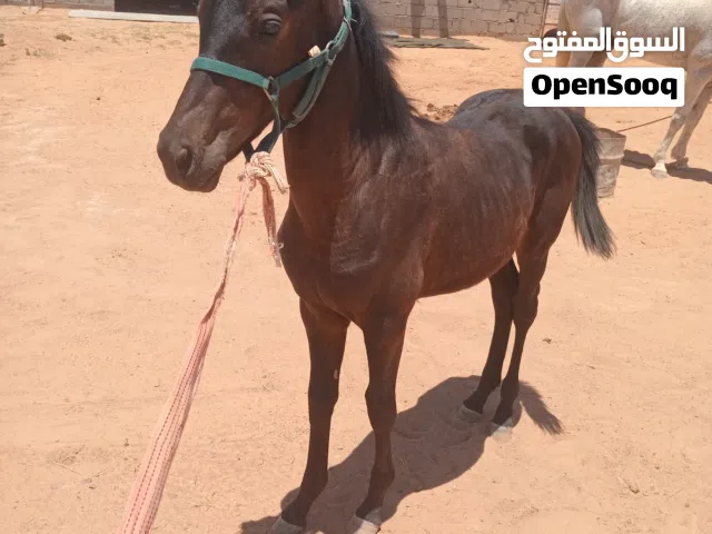 فلو الله يبارك للبيع
