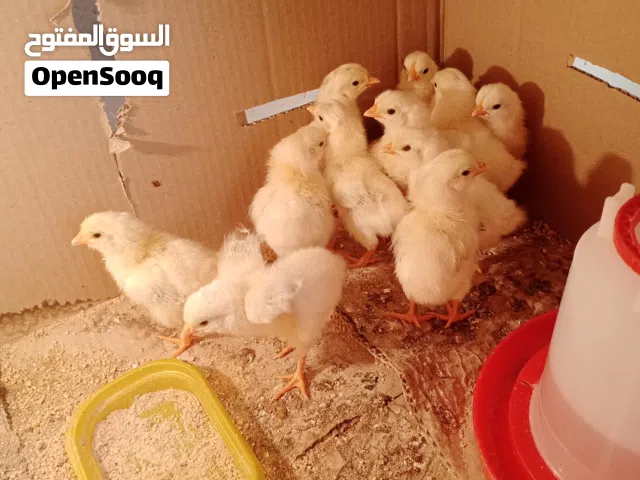 كتاكيت دندراوي كويتي