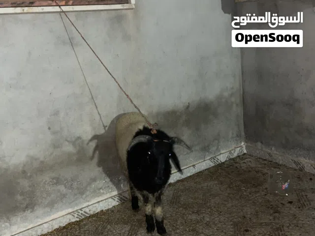 خروف مشالله