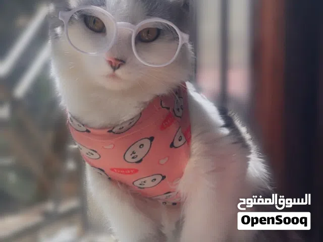 قط مكس بريتش شانشيلا