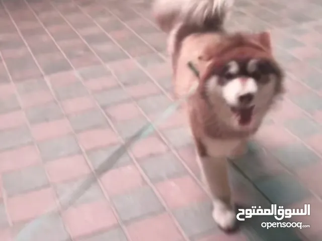 مالموت جاينت