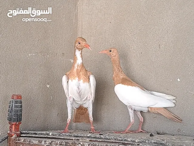 فرخين ياهوديات هروح