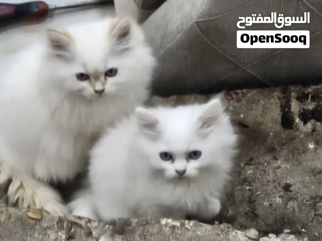 للتبني قطط عمر 3 أشهر هملايا أورنج شمس و قمر