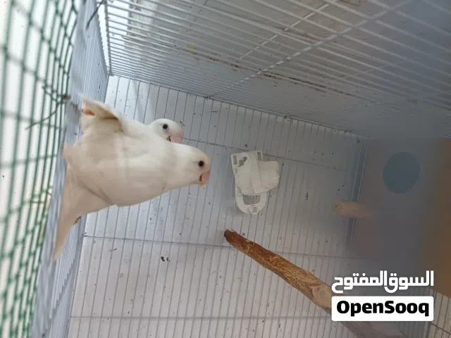 للبيع زووووج روز البينو عيون حمر مع 4 فروووخ