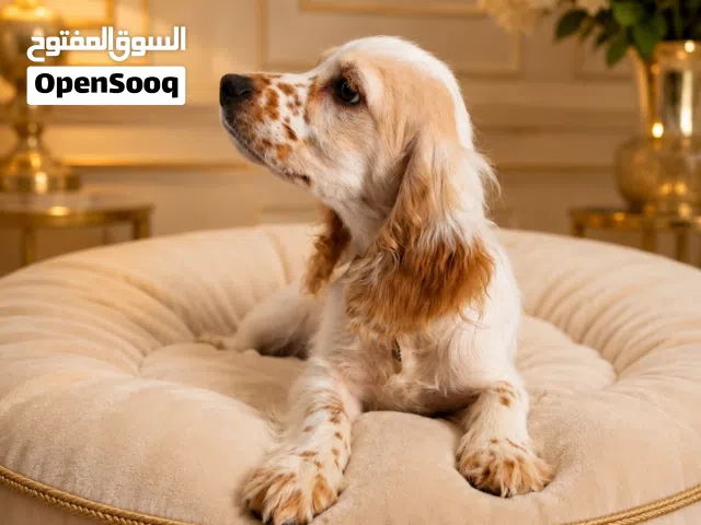 جرو اسبانيل كوكر Spaniel Cocker Puppy
