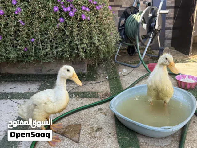 بط عدد 2 للبيع