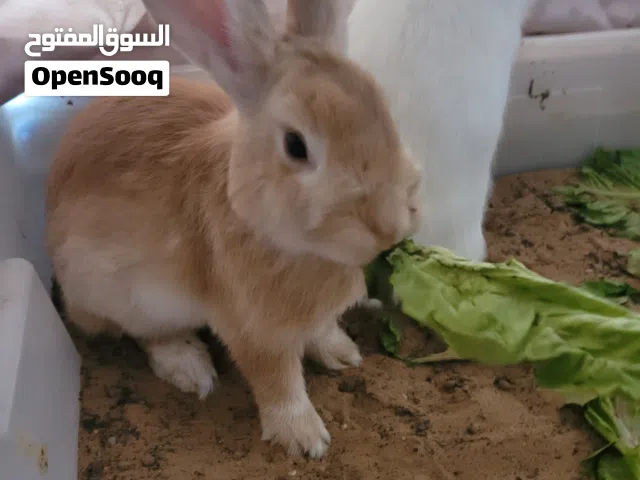 أرانب  نشيطه مرحه