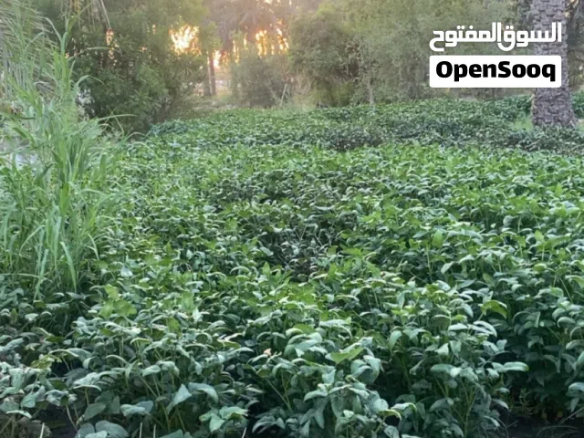 لوبيا عمانيه يتوفر مقطاع شهري