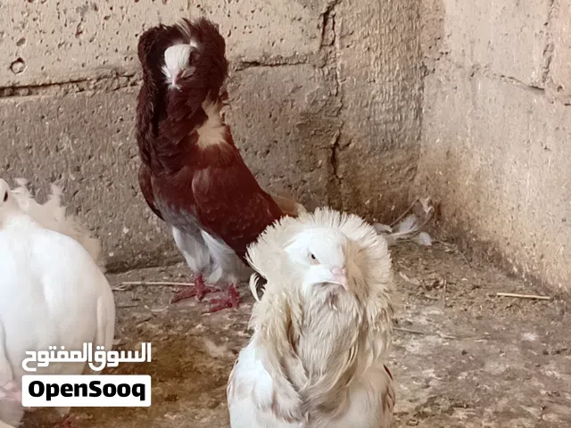 جوزحمام للبيع