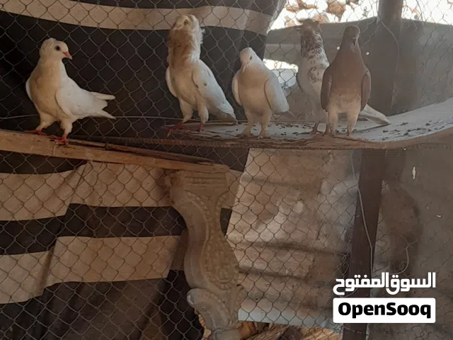 البيع حمام  نواعين مخت لفين 3 _ 3