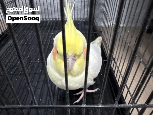 طير كوكتيل متكلم ذكر يي على إيد لا تينو بيكتشو