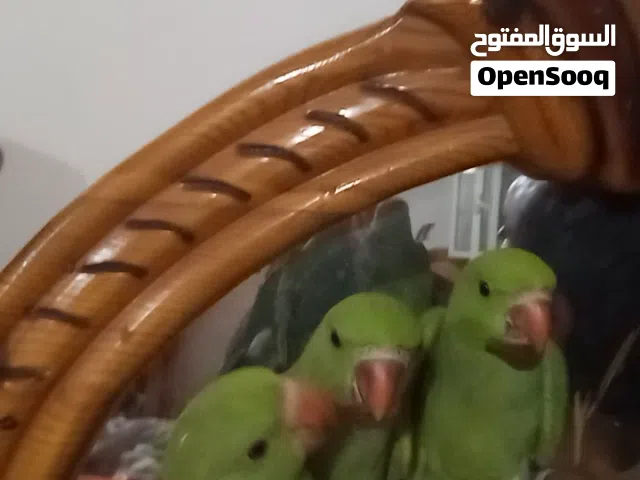 ثلاثه نفر دره هندي اليف
