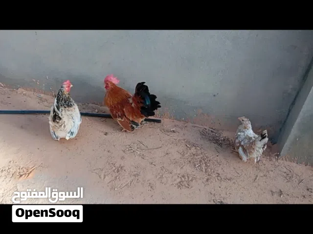 دجاج زينه تكيني