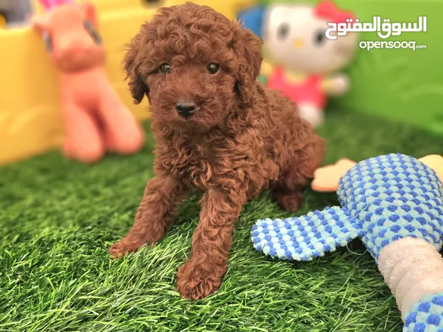 PREMIUM QUALITY RED TOY POODLE PUPPIES