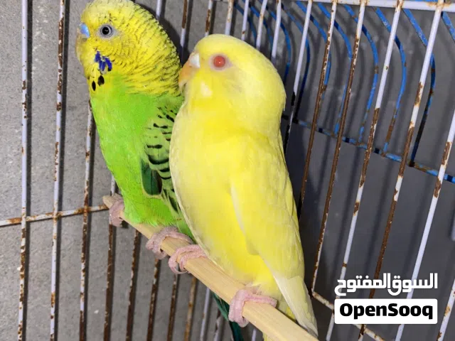 كوبيا للبيع