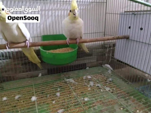 كوكتيل شكريات زوج