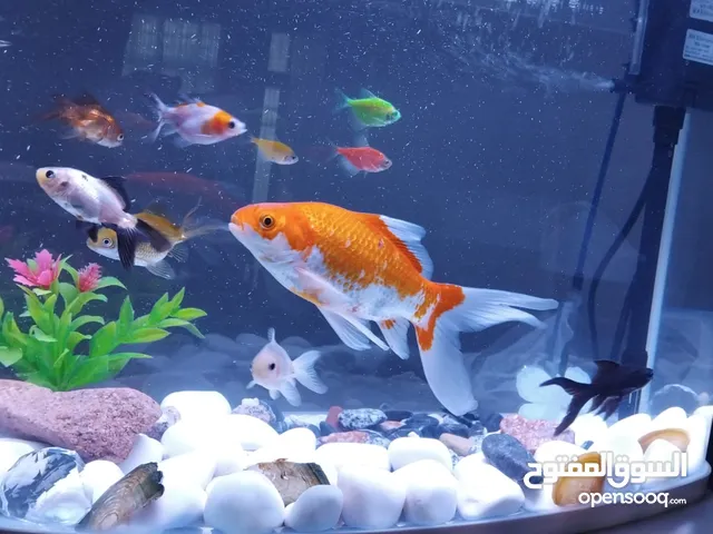 سلحفاة برمائيه تايلاندية بسعر جيد للبيع مستعجل لأجل السفر (قابل للتفاوض بشيئ بسيط ) يوجد انواع سمك