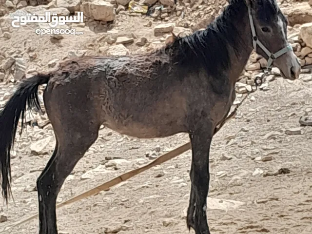 مهر للبيع عمر تسعة أشهر