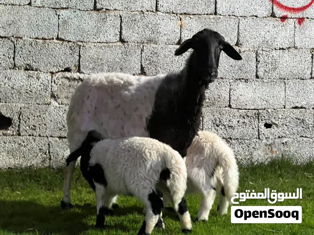 نعجة متاومة ربي يبارك