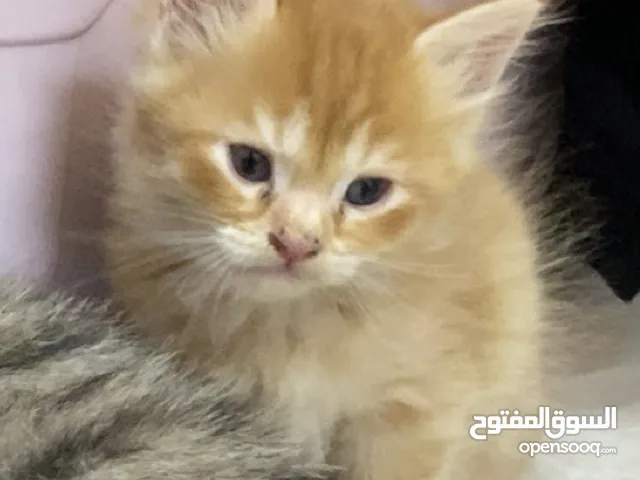 قطط صغيره للبيع