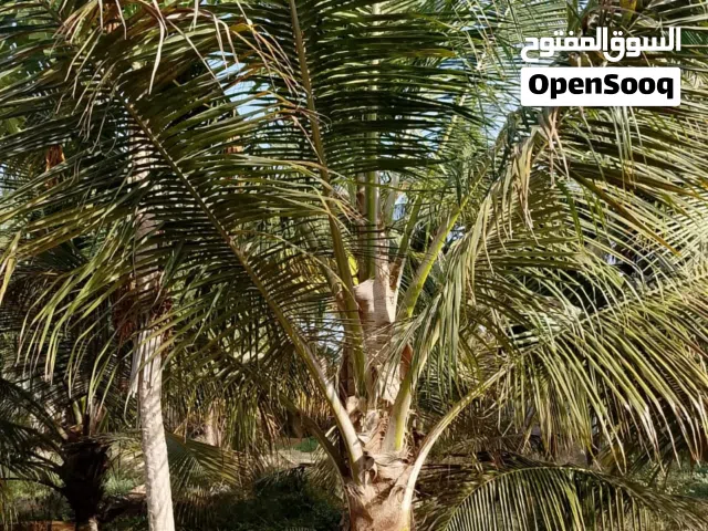 أشجار نارجيل صلالة. الطول 150 سم بحالة ممتازة وفي سن الإنتاج مع خدمة التوصيل.