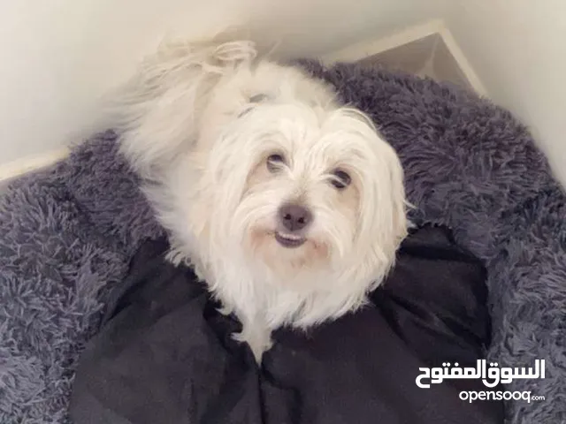 كلبه مالتيزر اليفه للبيع 90 وقابل للتفاوض مع بيتها ماخده جميع المطاعيم
