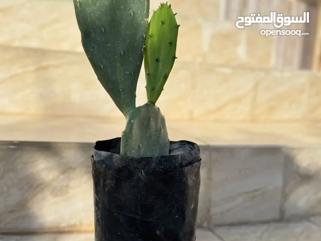 شتلات صبار للبيع جاهزه للزراعه ومتحمل للحراره